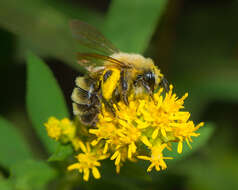 Image of Hairy-banded Andrena
