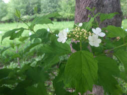 Imagem de Viburnum opulus L.