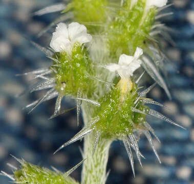 Plancia ëd Cryptantha dumetorum (Greene ex Gray) Greene