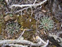 Image of Haworthia maraisii var. maraisii