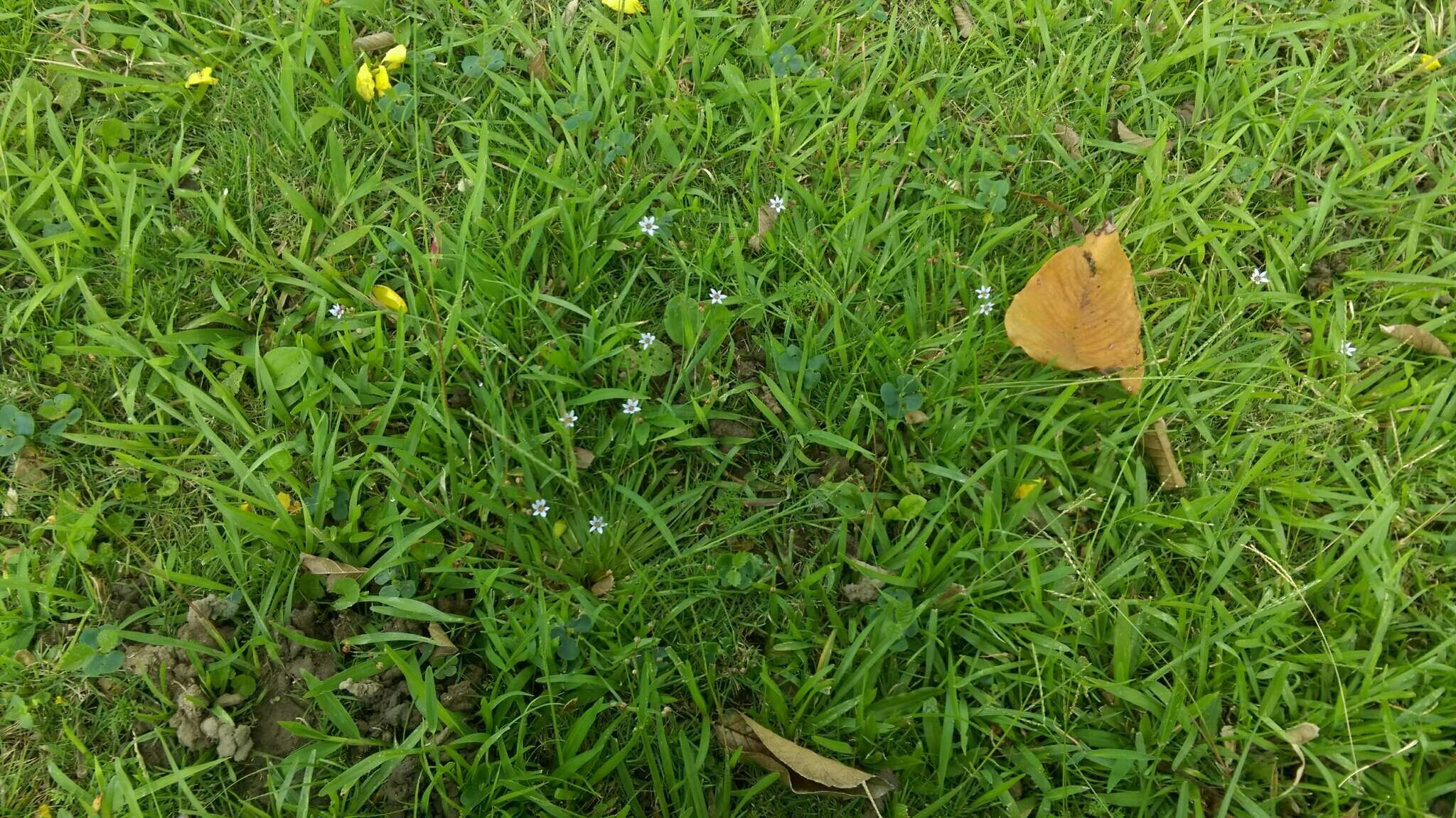 Image of eastern blue-eyed grass