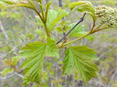 Imagem de Viburnum opulus L.