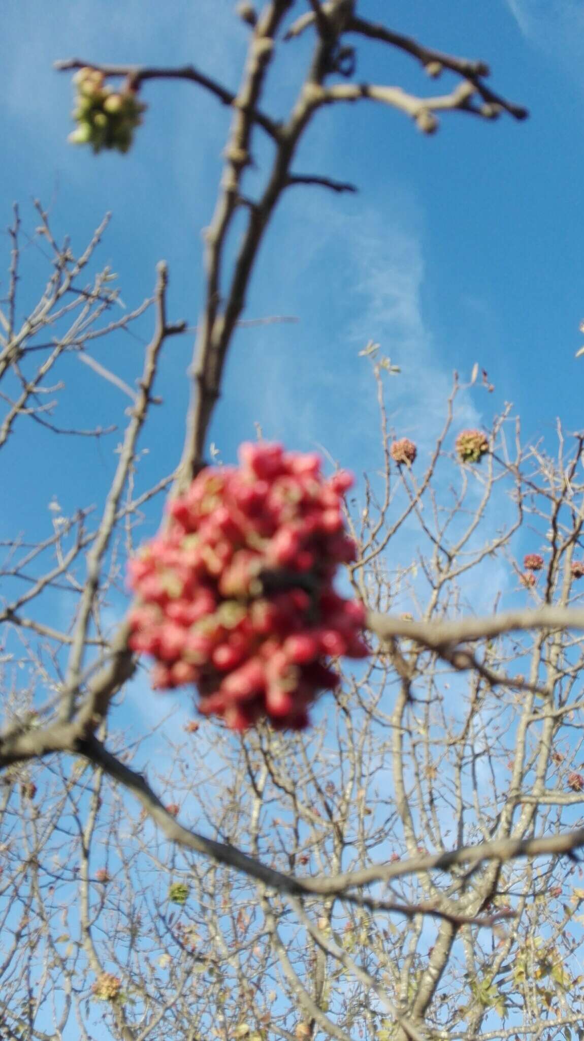 Image of Pistacia atlantica Desf.