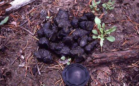 Image of American Black Bear