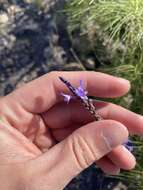 Image of Lavandula canariensis subsp. canariensis