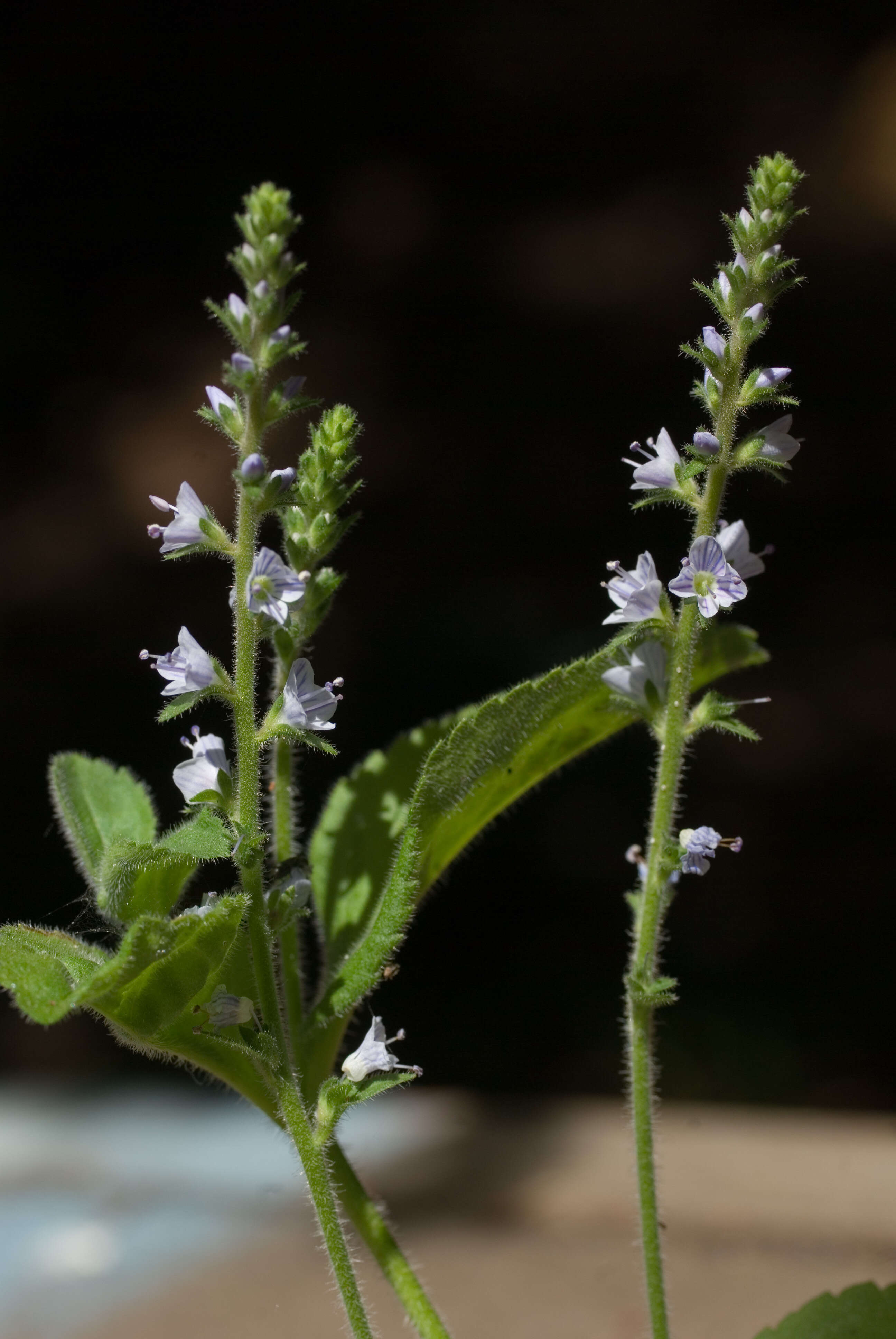 Image of Health Speedwell