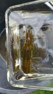 Image of <i>Procambarus virginalis</i>