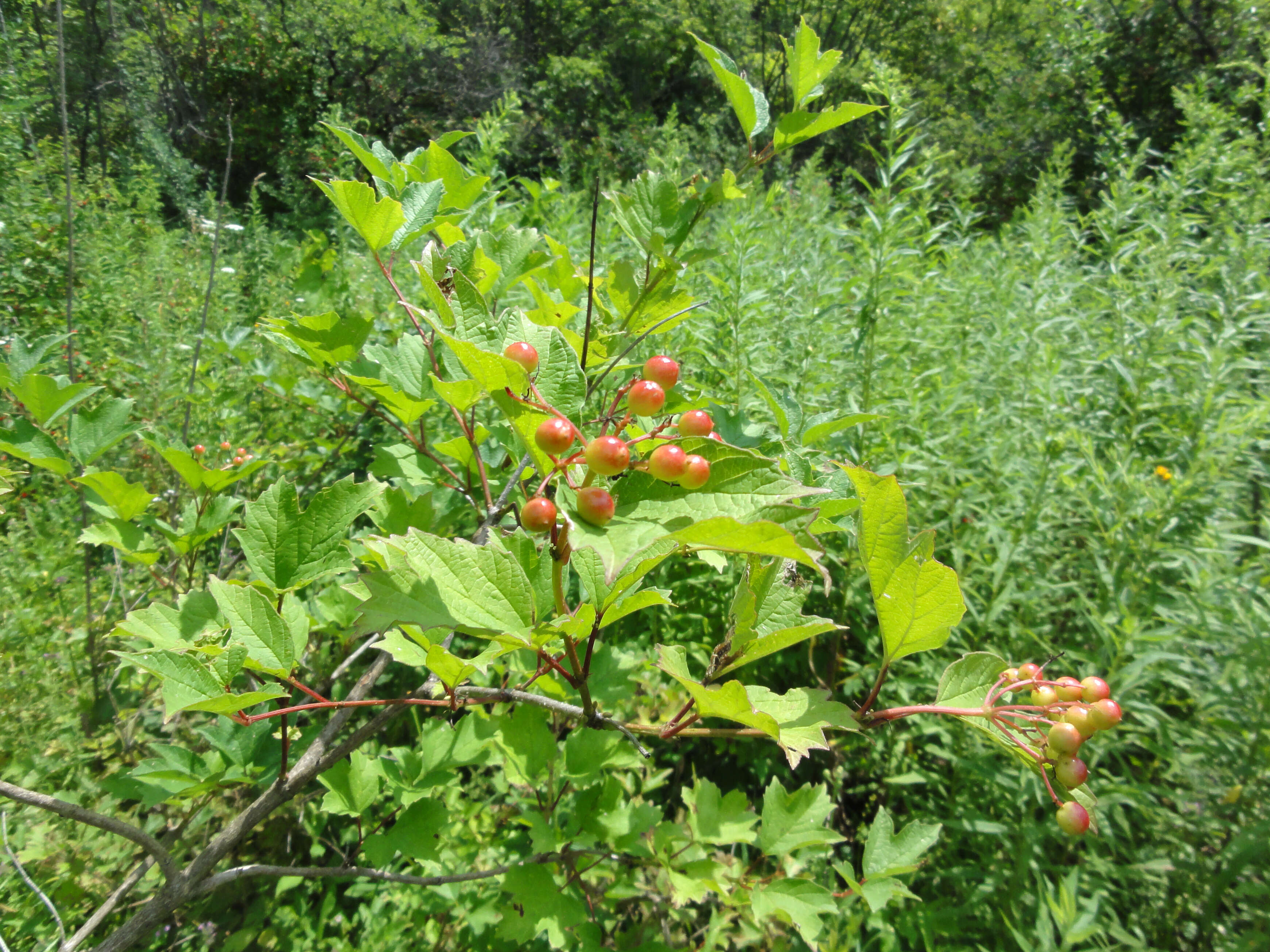 Image of Cranberry-tree