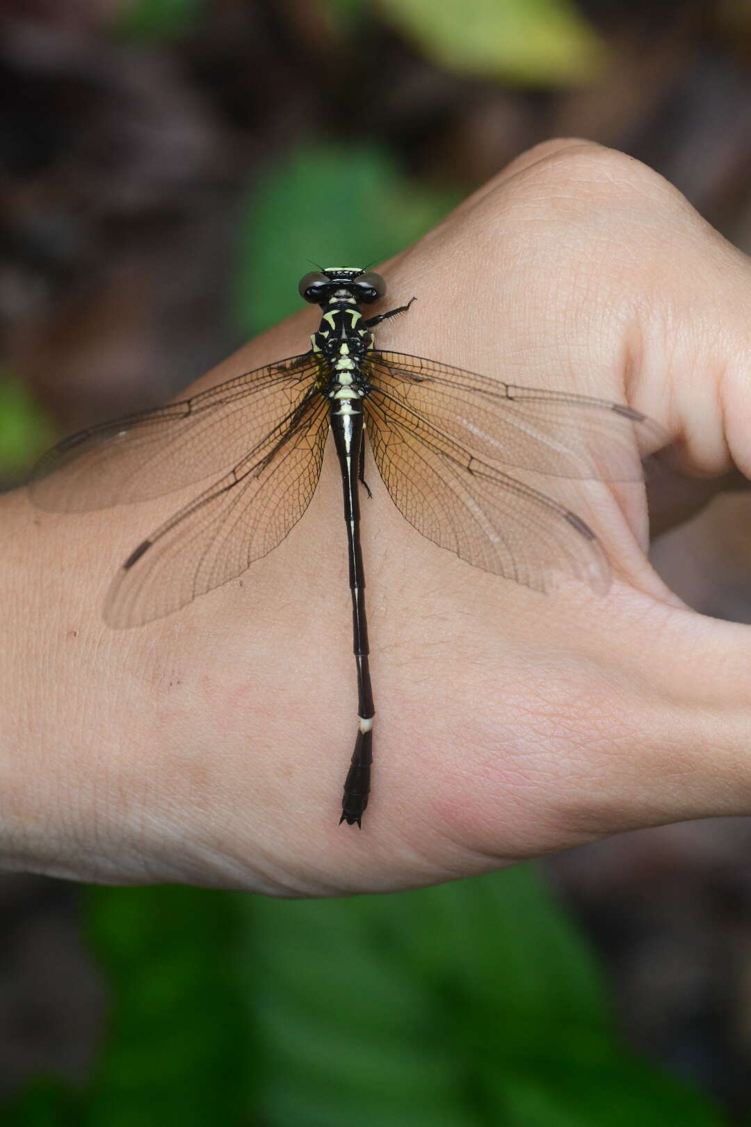 Image of Heliogomphus scorpio (Ris 1912)