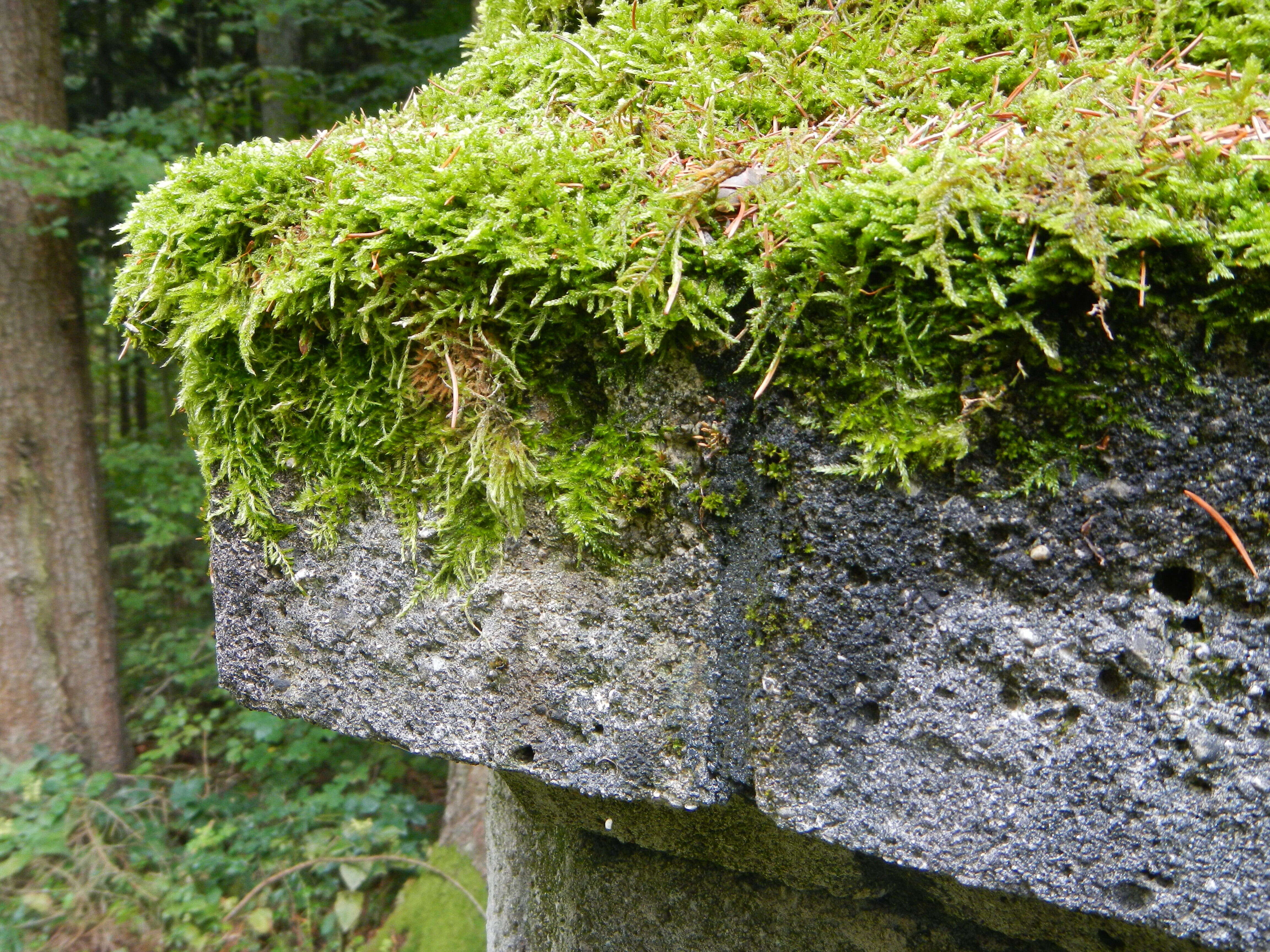 Image of big red stem moss