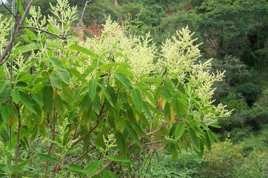 Слика од Lepechinia dioica J. A. Hart