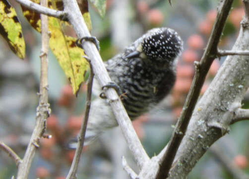 Image of Speckle-chested Piculet