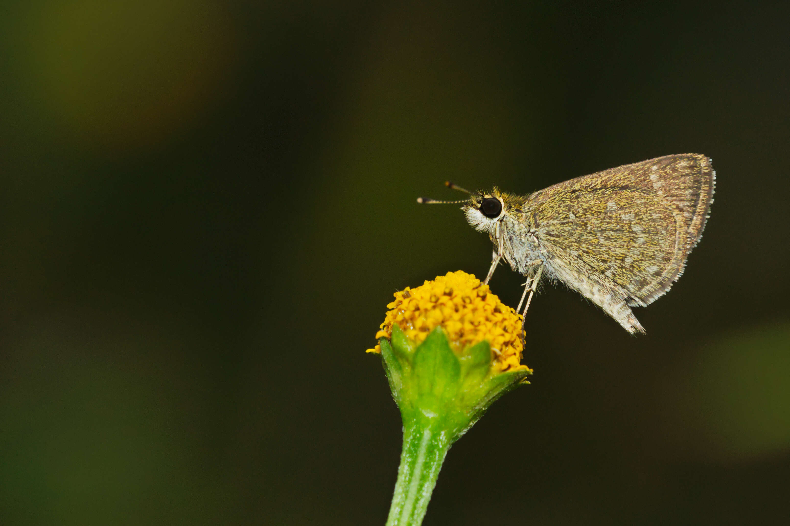 Image of Pygmy Scrub-hopper