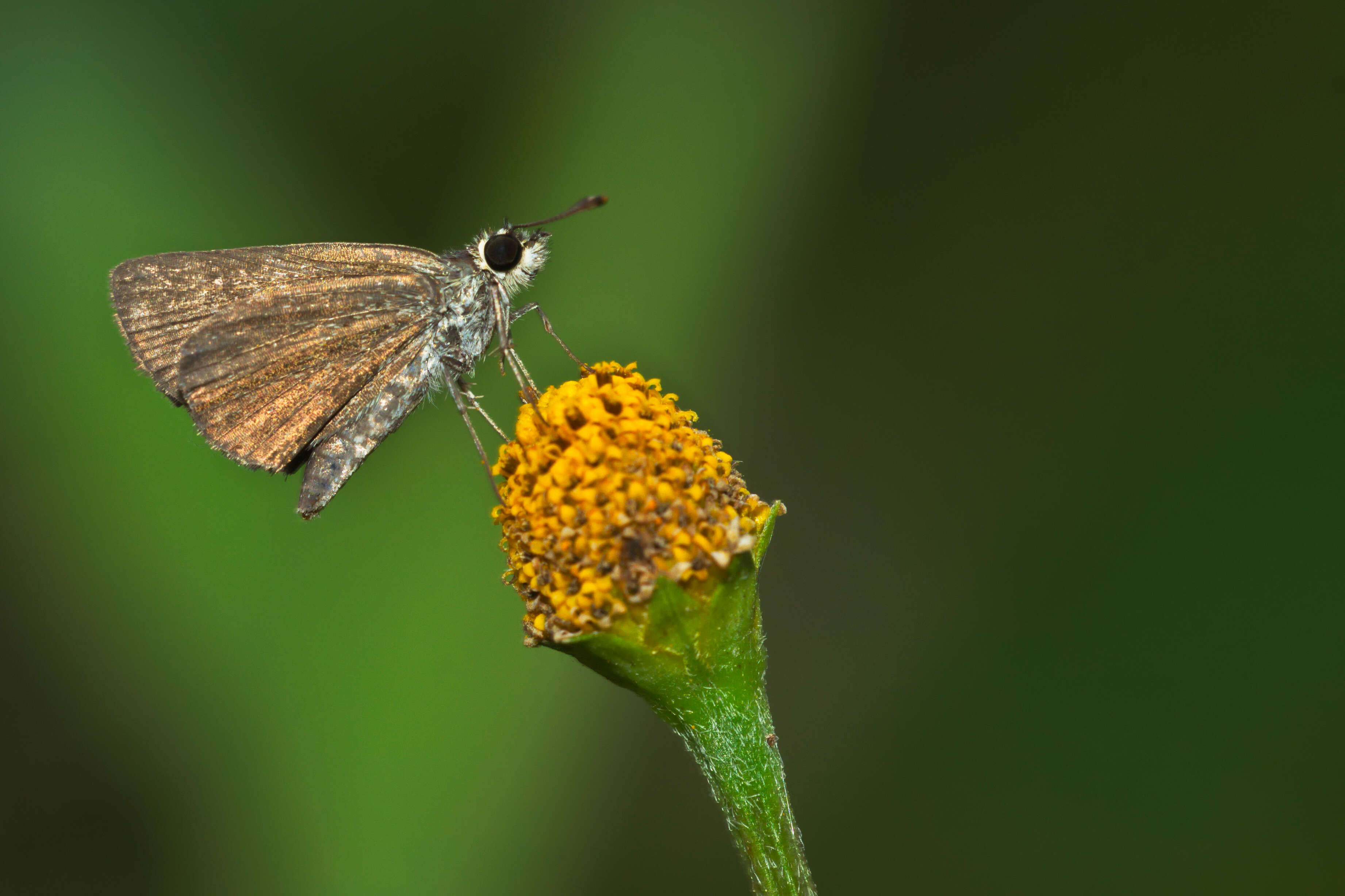 Aeromachus pygmaeus Fabricius 1775 resmi