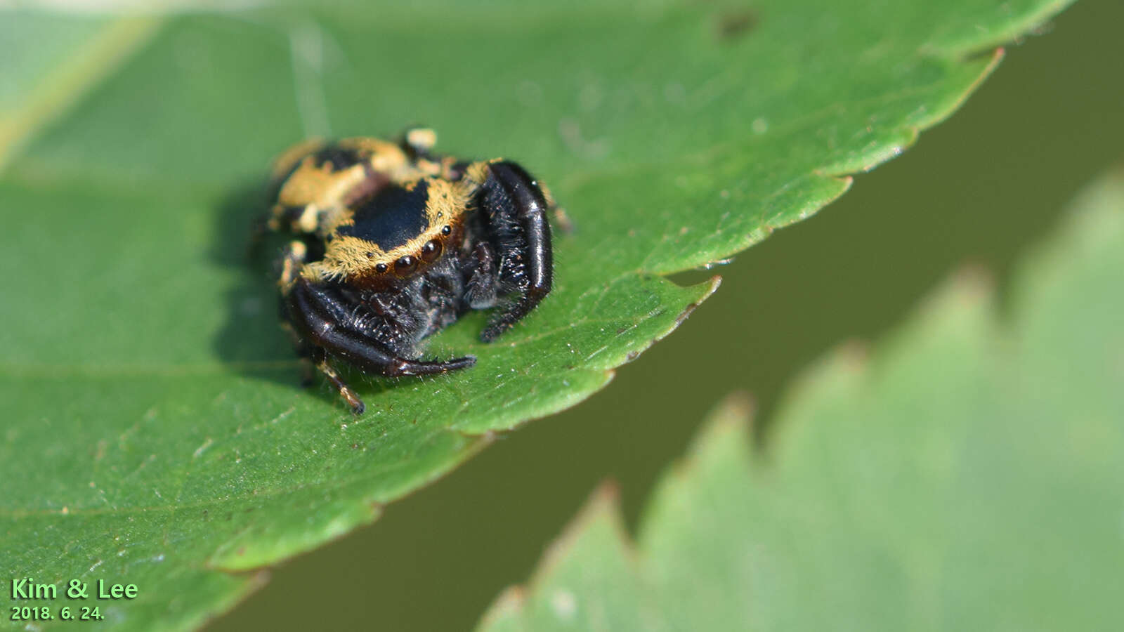 Imagem de Rhene albigera (C. L. Koch 1846)