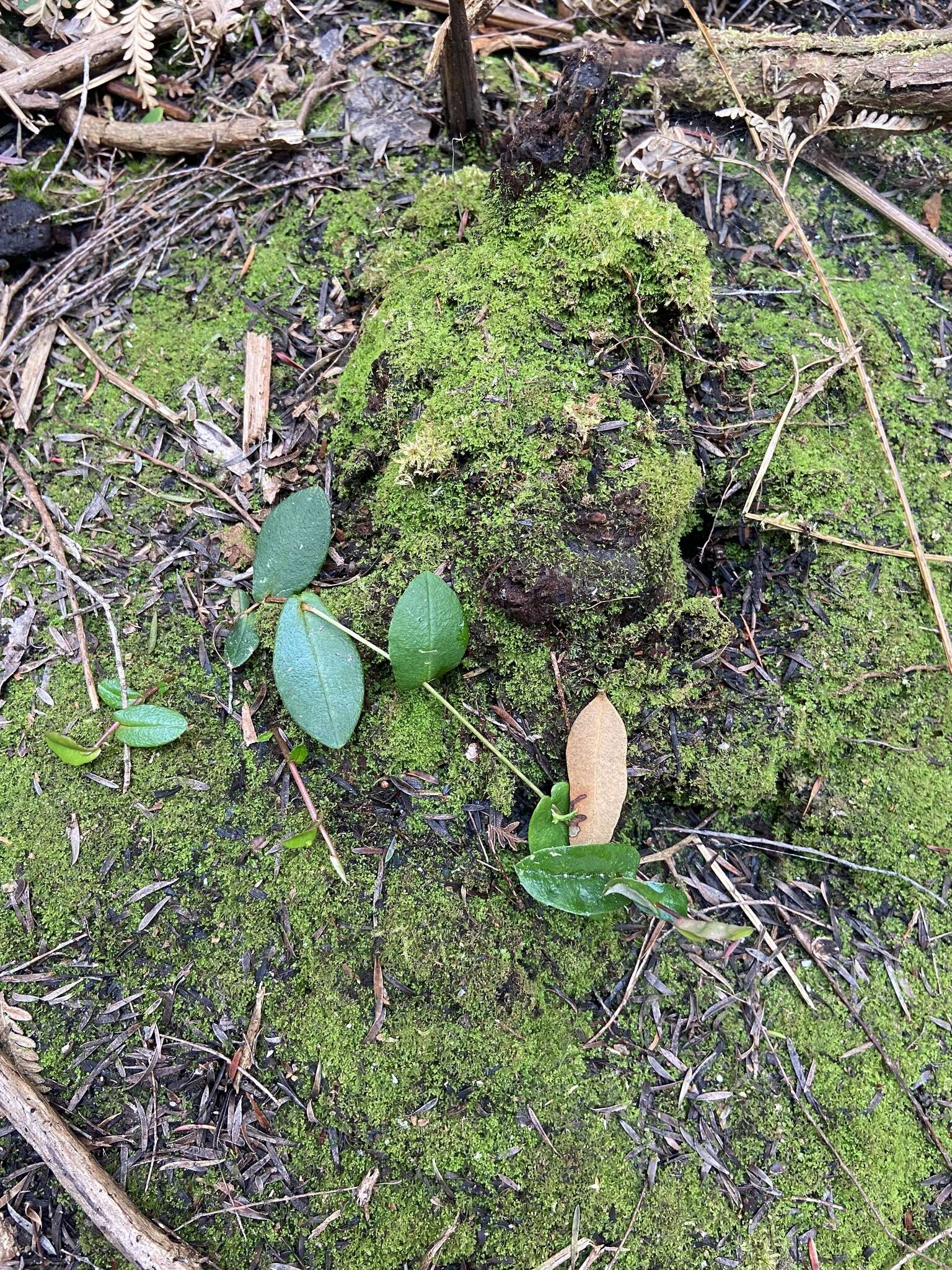 Image of Hibbertia perfoliata Hueg. ex Endl.