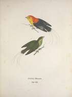 Image of Wire-tailed Manakin