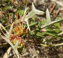 Image of Grevillea ilicifolia (R. Br.) R. Br.