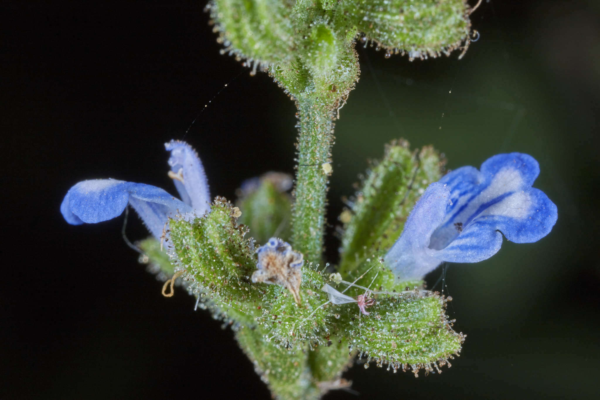 Image of West Indian sage