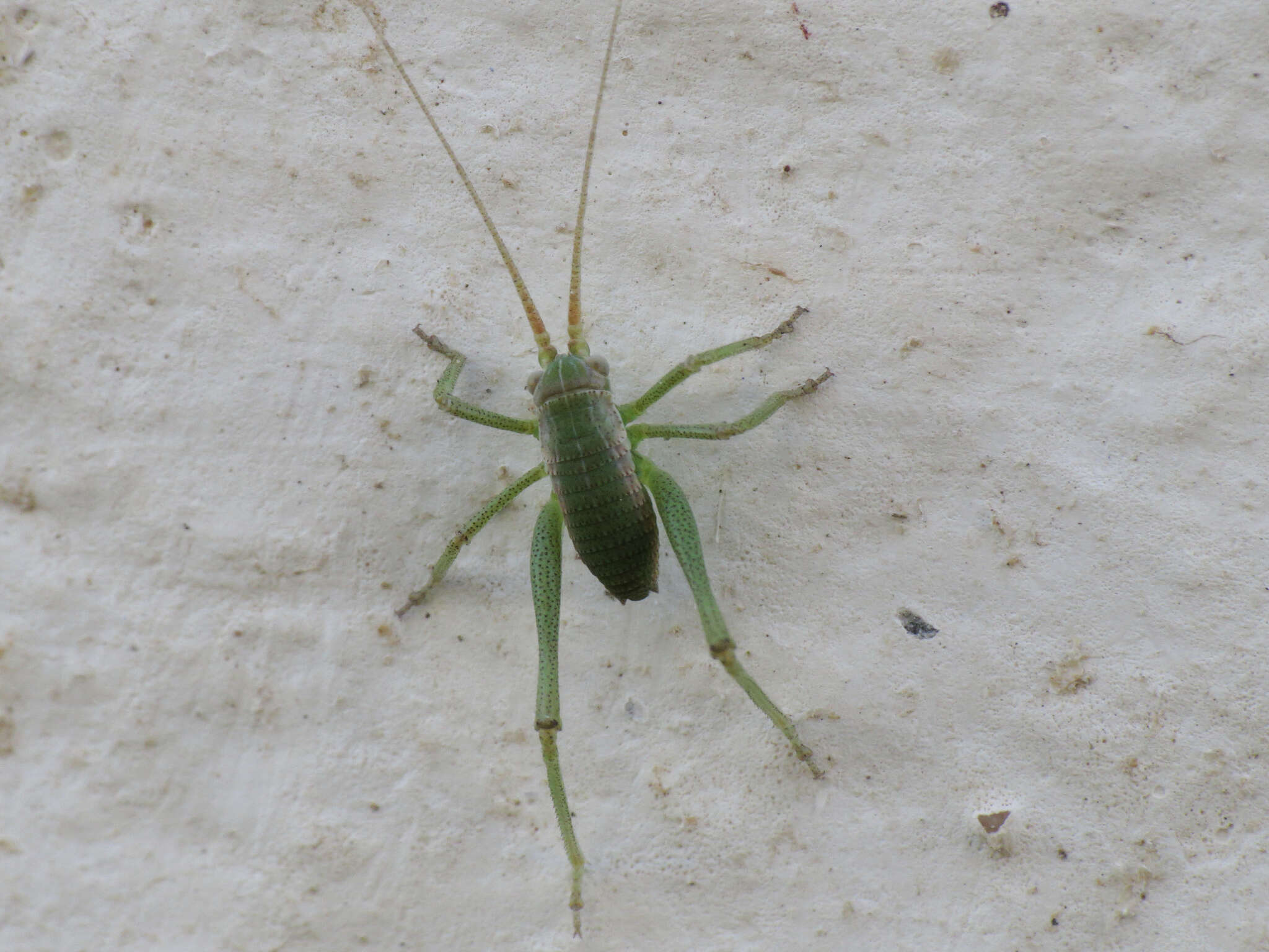 Sivun Odontura (Odonturella) aspericauda Rambur 1838 kuva