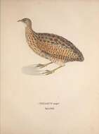 Image of Great Tinamou