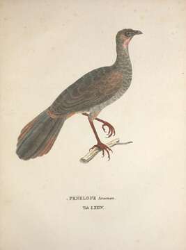 Image of Brazilian Chachalaca