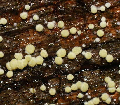 Image of Trichoderma gelatinosum P. Chaverri & Samuels 2003