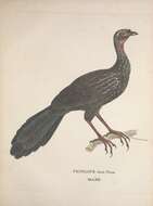 Image of White-browed Guan