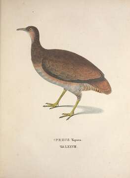 Image of Undulated Tinamou