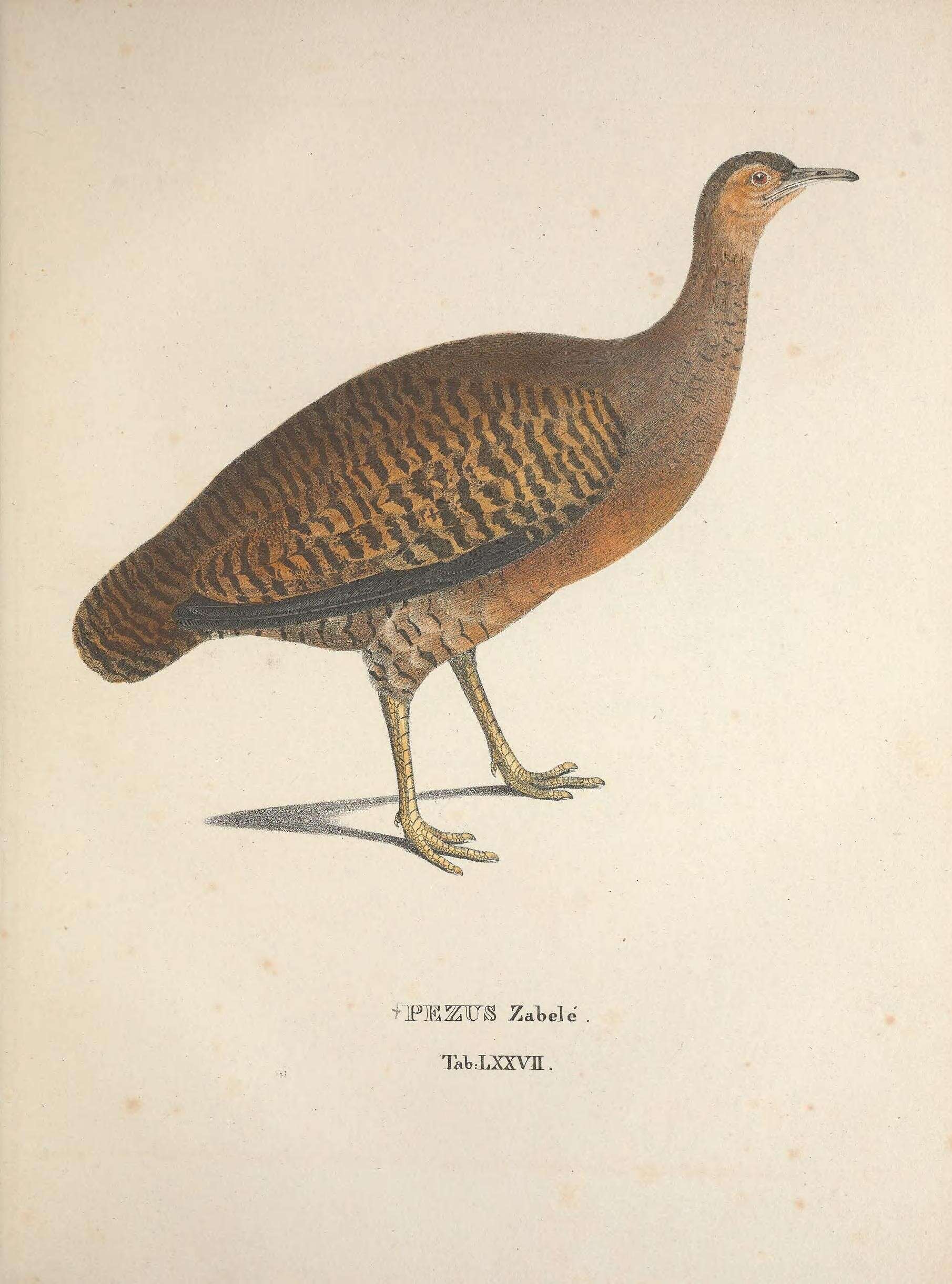 Image of Yellow-legged Tinamou