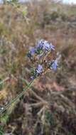 Image of Lavandula bipinnata (Roth) Kuntze