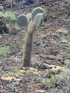 Image of Opuntia galapageia var. galapageia