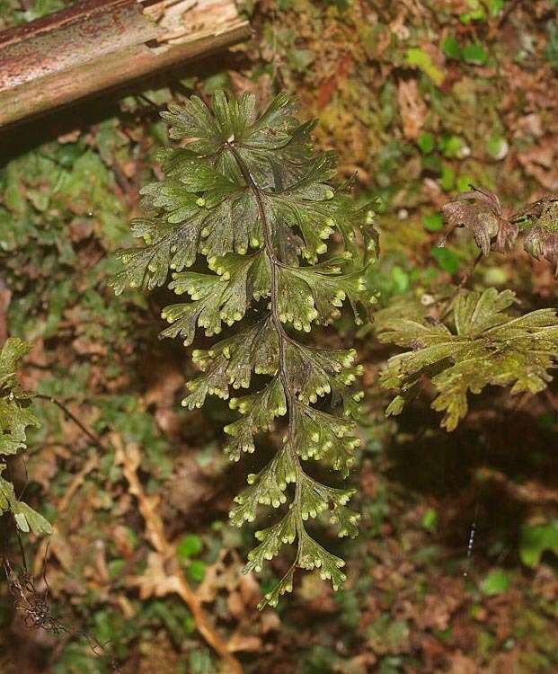 Image of Hymenophyllum demissum (G. Forst.) Sw.