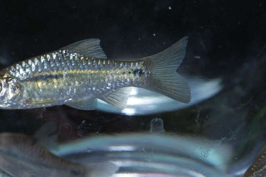 Image of Spotted barb