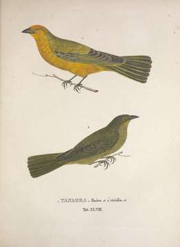 Image of Orthogonys Strickland 1844