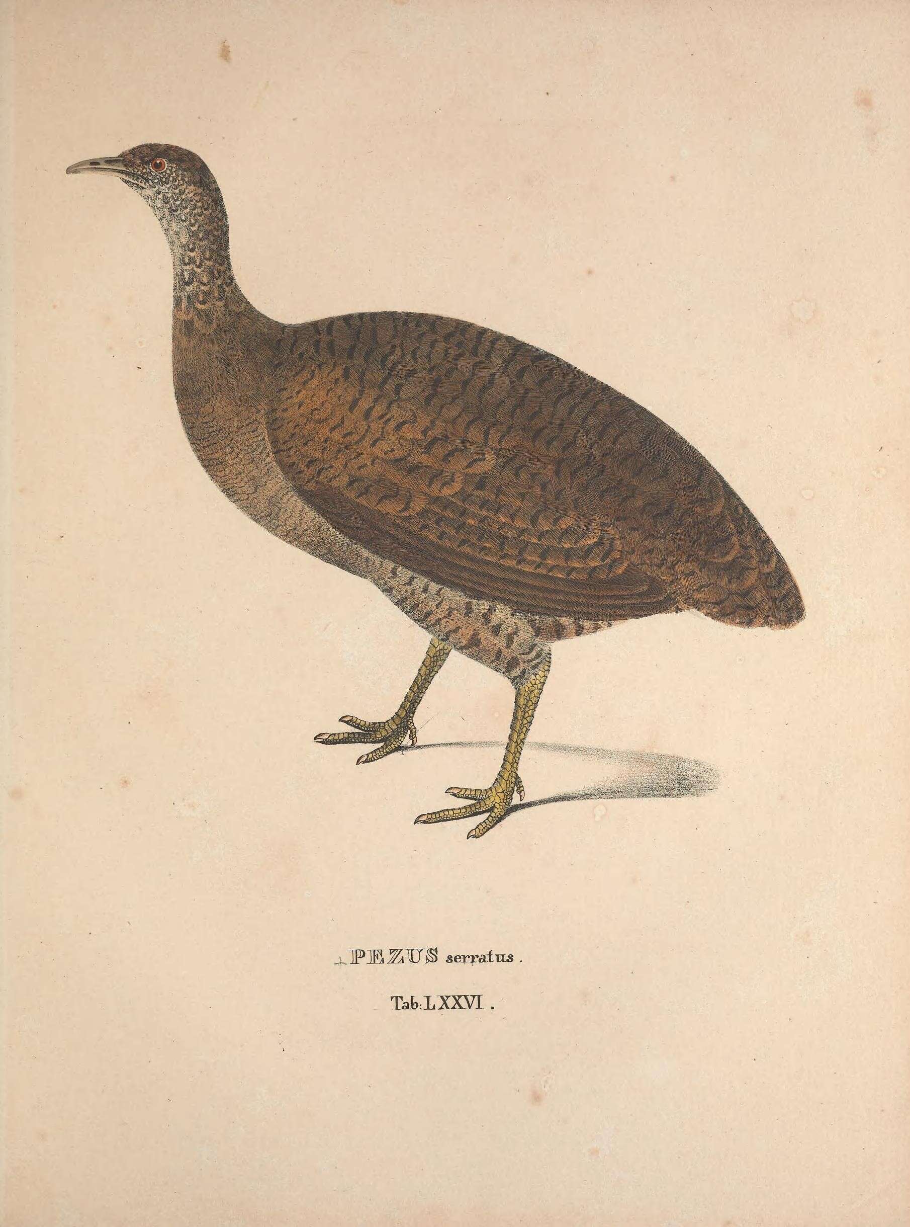 Image of Great Tinamou