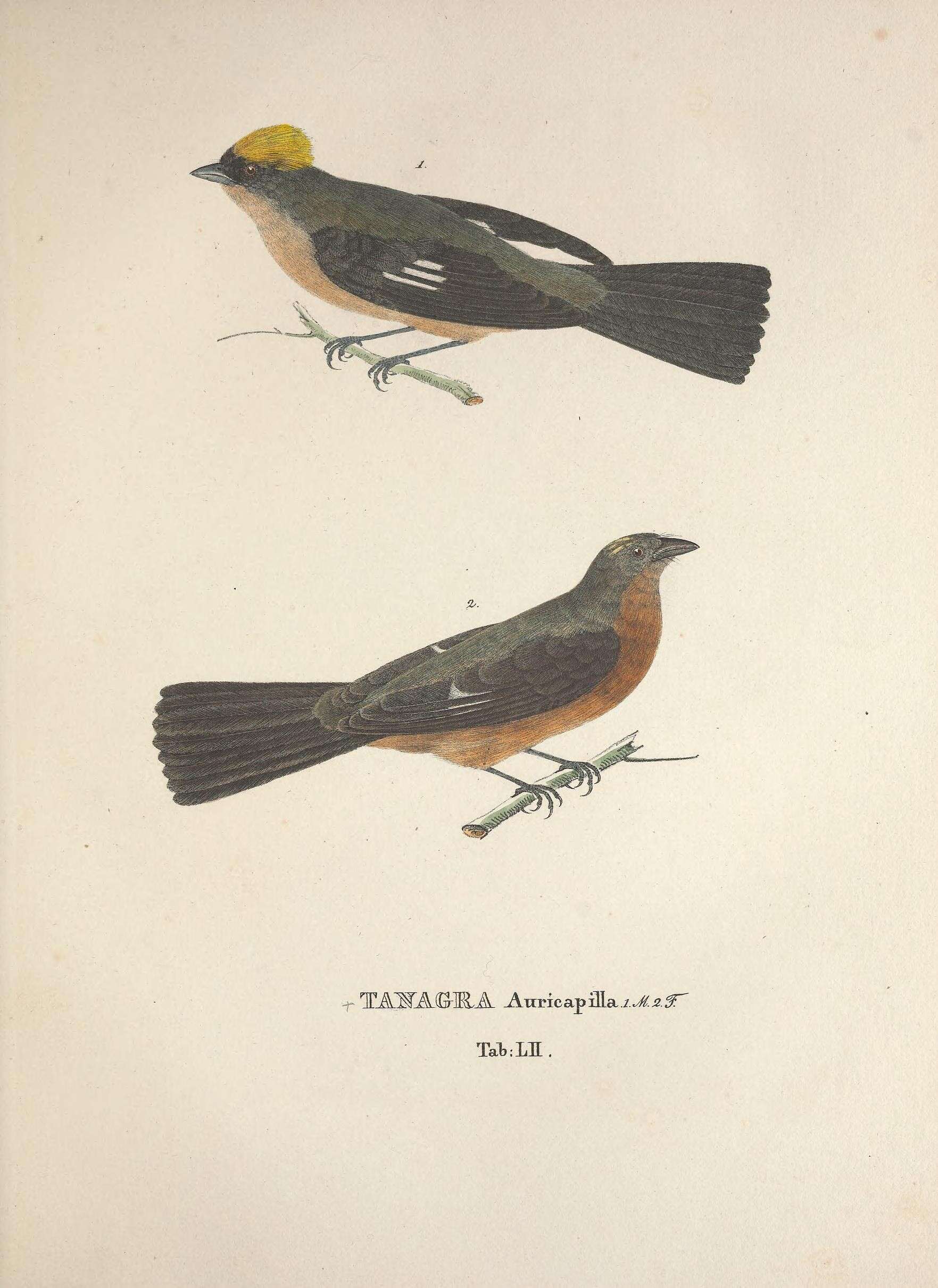 Image of Trichothraupis Cabanis 1851