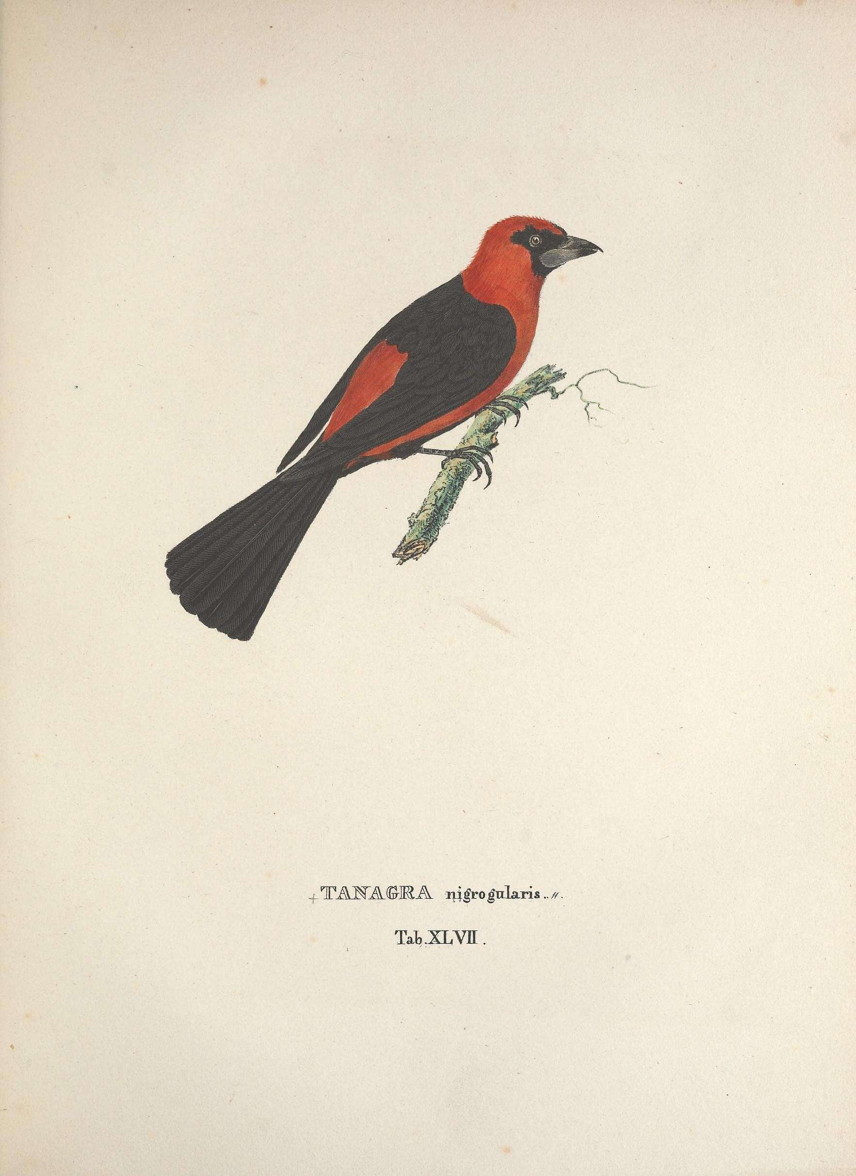 Image of Masked Crimson Tanager