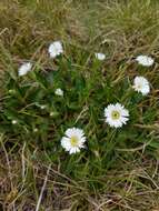 Pappochroma nitidum (S. J. Forbes) G. L. Nesom resmi