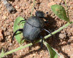 Image of Gymnopleurus humeralis Klug 1855