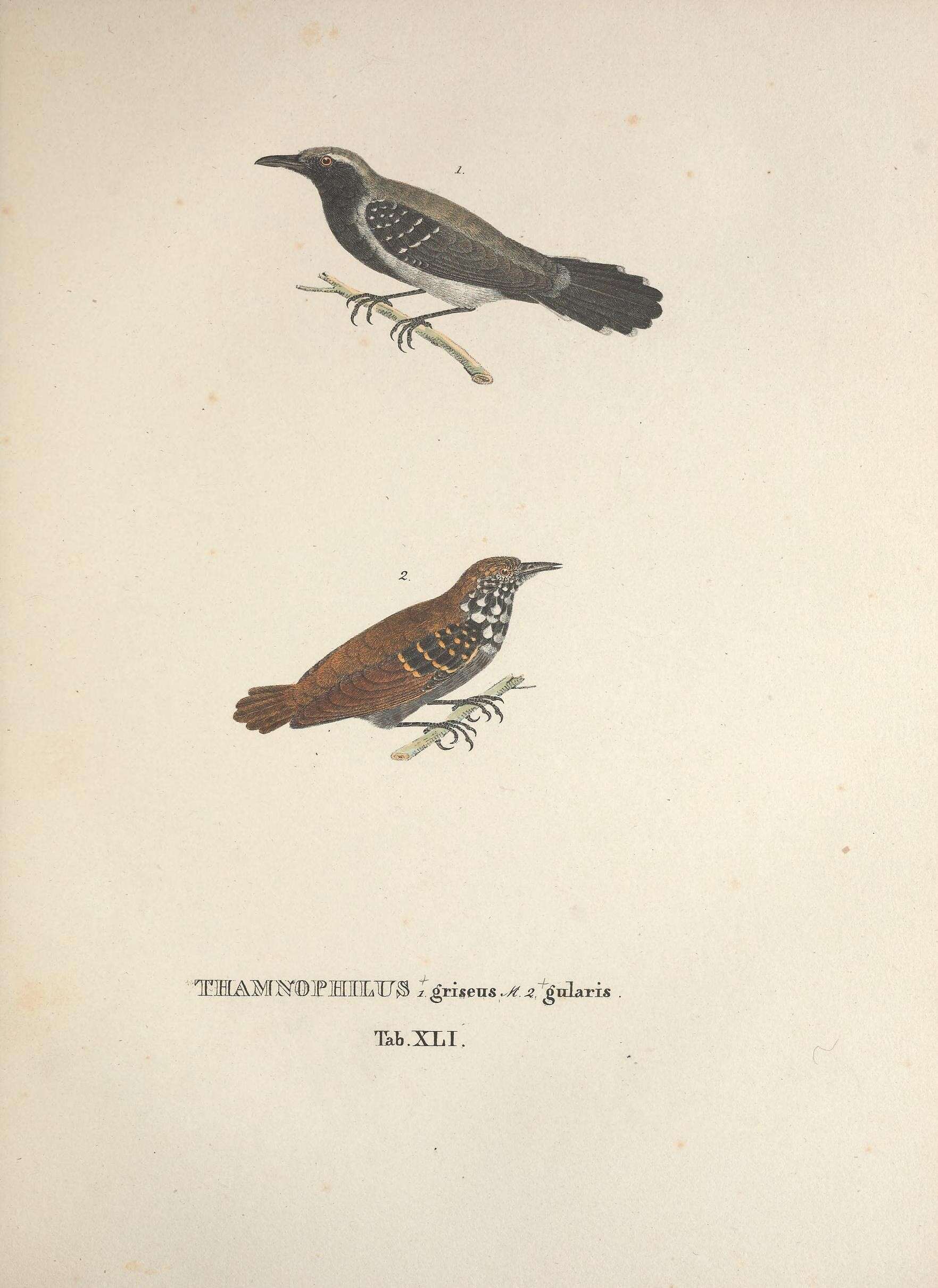 Image of Southern White-fringed Antwren