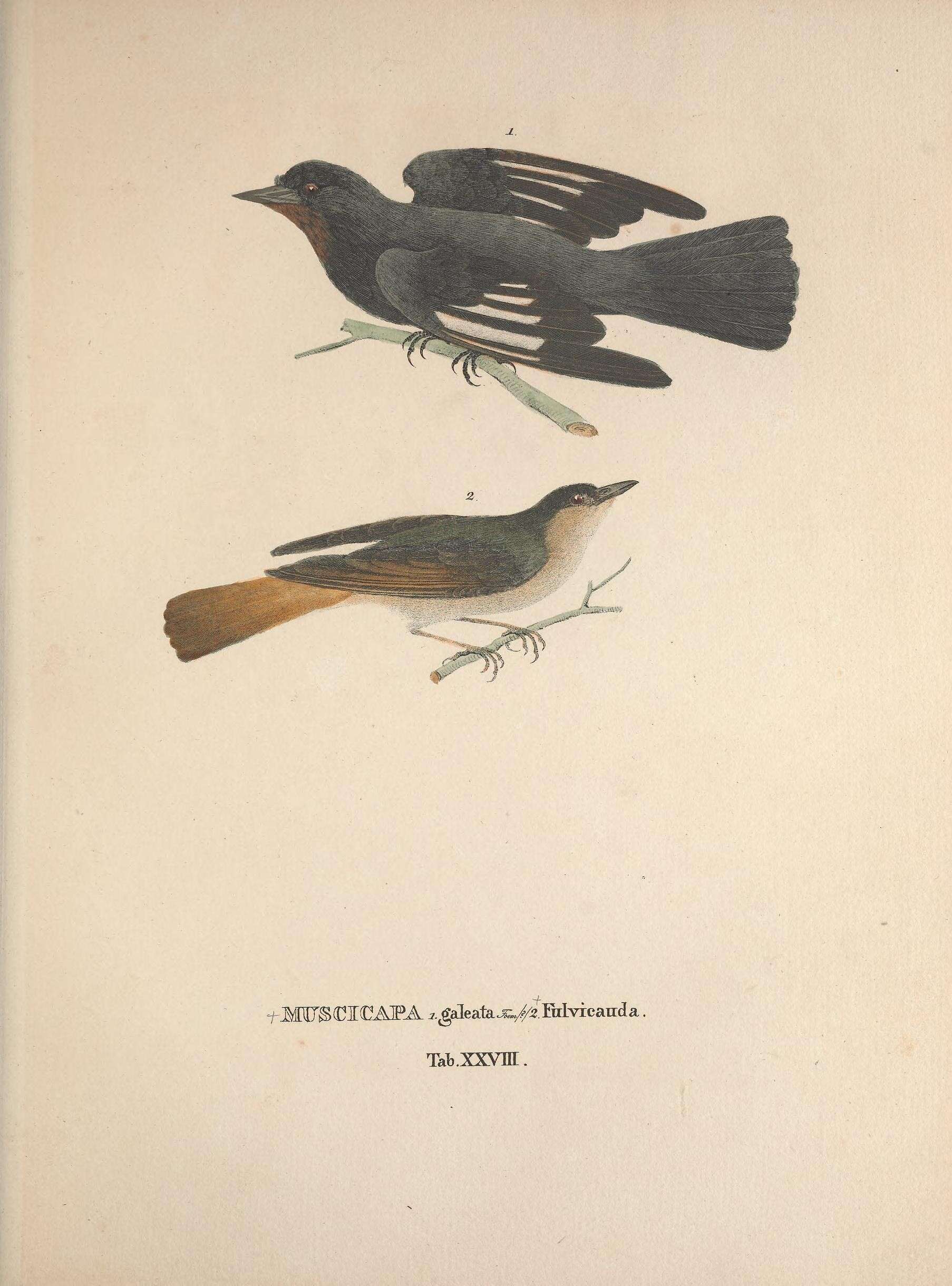 Image of Crested Black Tyrant