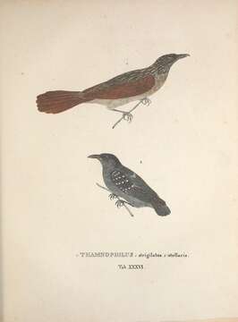 Image of Pygiptila Sclater & PL 1858