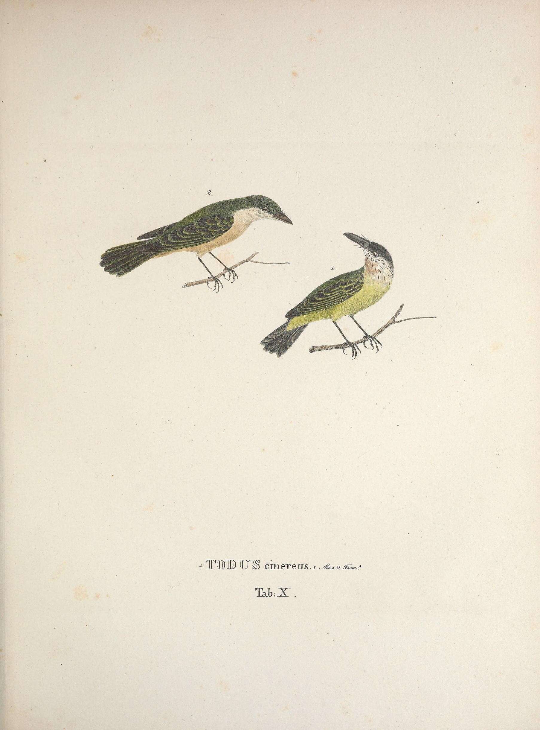 Todirostrum cinereum (Linnaeus 1766) resmi