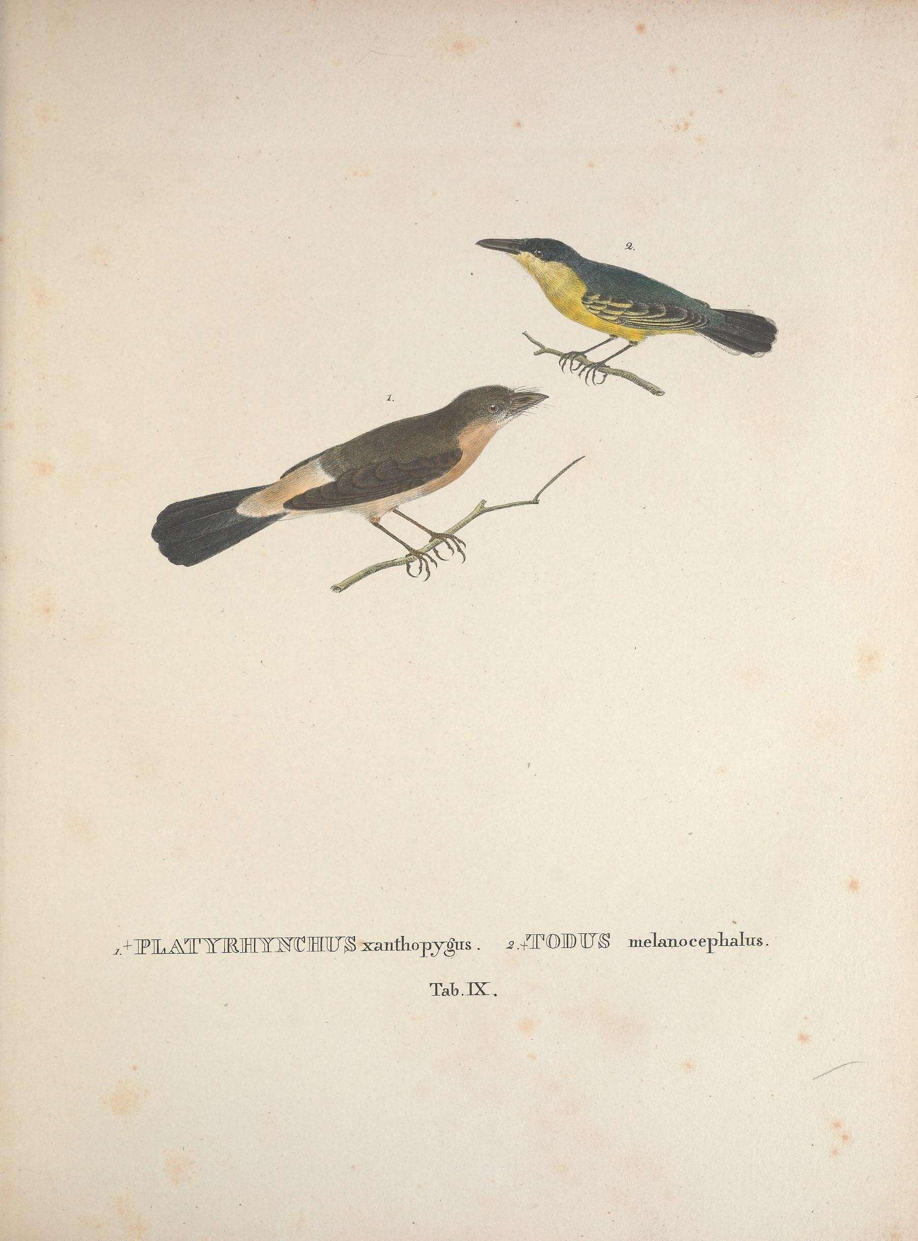 Todirostrum cinereum (Linnaeus 1766) resmi