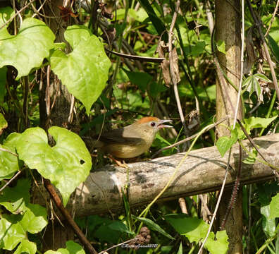 Image of Rufous-fronted Babbler