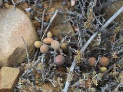 Image of Brittle Adromischus