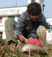 Image of Indian cobra