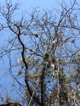 Image of Ceiba aesculifolia subsp. parvifolia (Rose) P. E. Gibbs & Semir