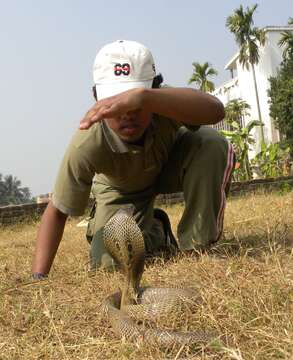 Image of Indian cobra